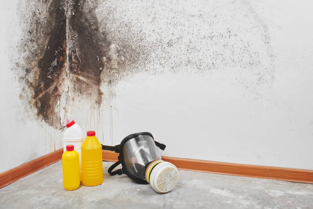 Best Mold Cleaning Services  in St Johns, MI