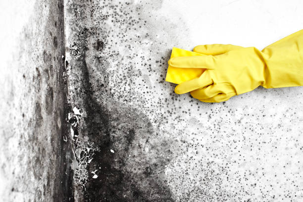 Water Damage Restoration in St Johns, MI