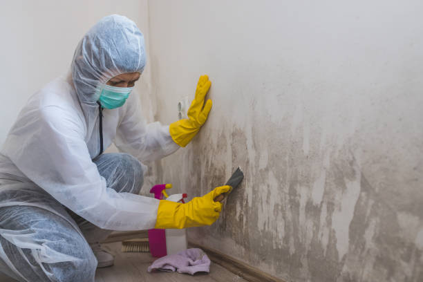 Best Mold Remediation  in St Johns, MI