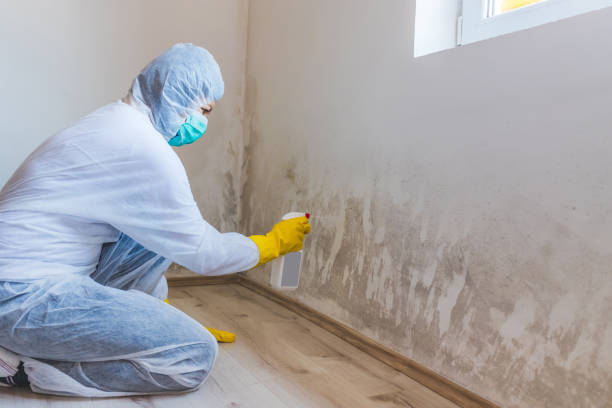 Best Attic Mold Removal  in St Johns, MI