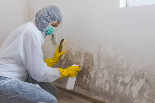 Crawl Space Mold Removal in St Johns, MI