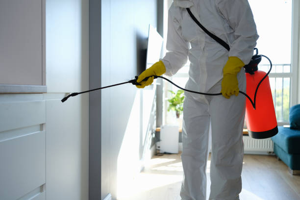 Best Mold Damage Repair  in St Johns, MI
