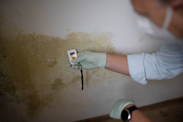 Best Mold Testing  in St Johns, MI