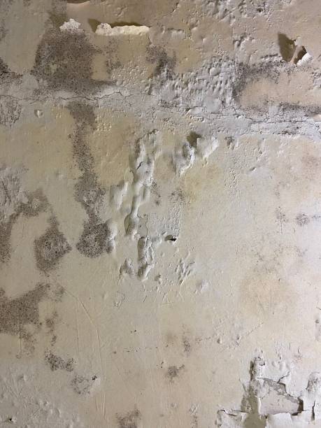 Best Certified Mold Removal  in St Johns, MI