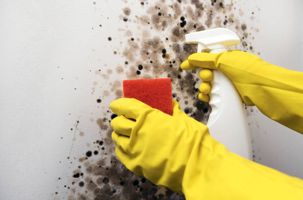 Best Local Mold Removal Service  in St Johns, MI
