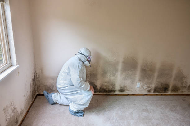 Best Best Mold Removal Companies  in St Johns, MI