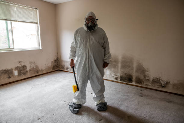 Best Mold Removal and Inspection  in St Johns, MI