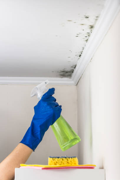 Professional Mold Removal in St Johns, MI