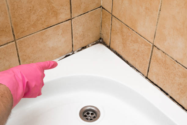 Best Black Mold Removal  in St Johns, MI