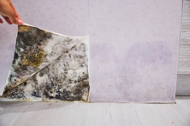 Best Same-Day Mold Removal  in St Johns, MI